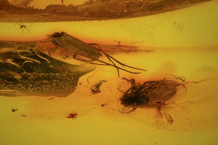 Two Fossil Flies (Diptera) In Baltic Amber #84607